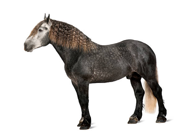 Percheron, 5 years old, a breed of draft horse Percheron, 5 years old, a breed of draft horse, standing against white background shire horse stock pictures, royalty-free photos & images