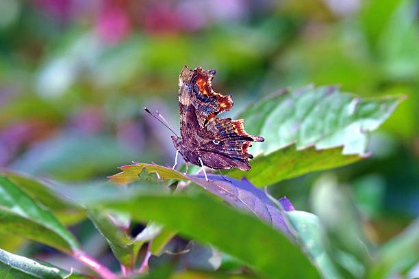 Perching Comma Butterfly stock photo