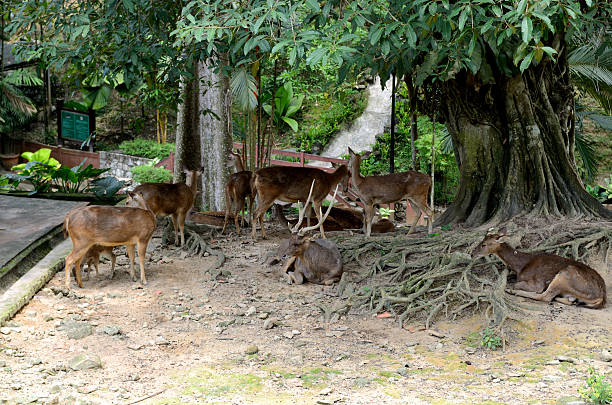 Perdana Botanical Garden Kuala Lumpur, Malaysia - September 8, 2012: Kuala Lumpur Deer Park at Perdana Botanical Gardens in Kuala Lumpur, Malaysia perdana botanical garden stock pictures, royalty-free photos & images