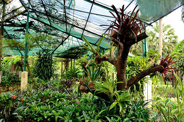 Perdana Botanical Garden Kuala Lumpur, Malaysia - September 14, 2012: The greenhouse with tropical plants and flowers at Perdana Botanical Gardens  in Kuala Lumpur, Malaysia. perdana botanical garden stock pictures, royalty-free photos & images