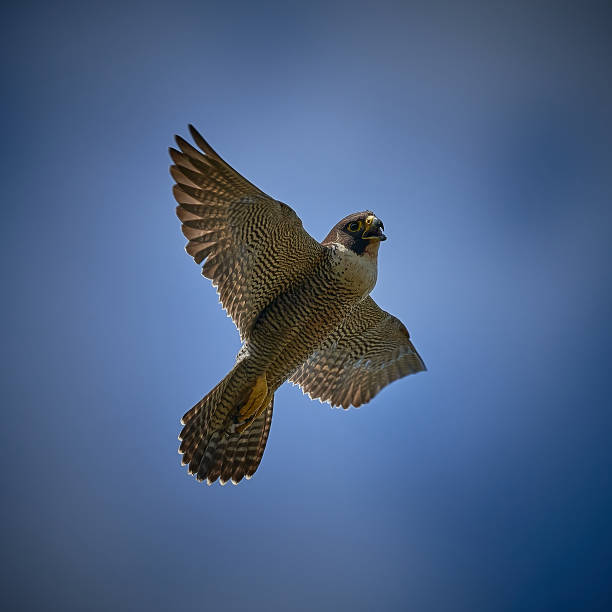 Peregrine Falcon, Central West, New South Wales stock photo