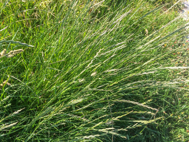 Perennial or winter ryegrass Perennial or winter ryegrass, Lolium perenne, growing in Galicia perennial stock pictures, royalty-free photos & images