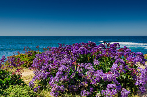 Purple Perez's Sea Lavender found along the Pacific coastline near Del Mar, California in March.