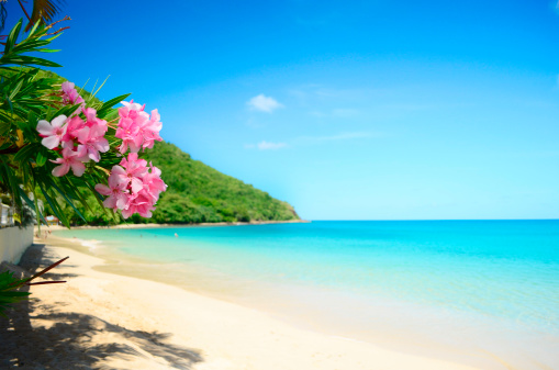 perfect beach and frangipani pink flowers idyll