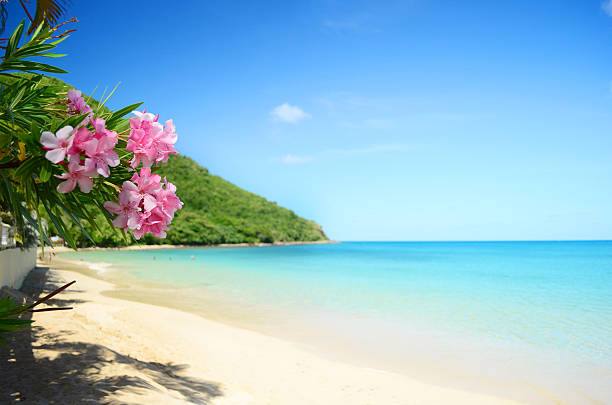 perfect beach perfect beach and frangipani pink flowers idyll caribbean culture stock pictures, royalty-free photos & images
