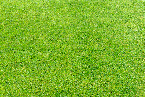 Perfect Grass Background Stock Photo Download Image Now Istock