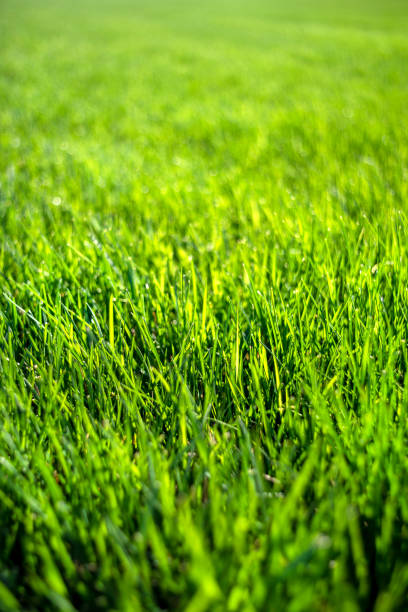 Perfect green healthy lawn stock photo