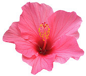 istock Perfect Pink Hibiscus Flower 157609777