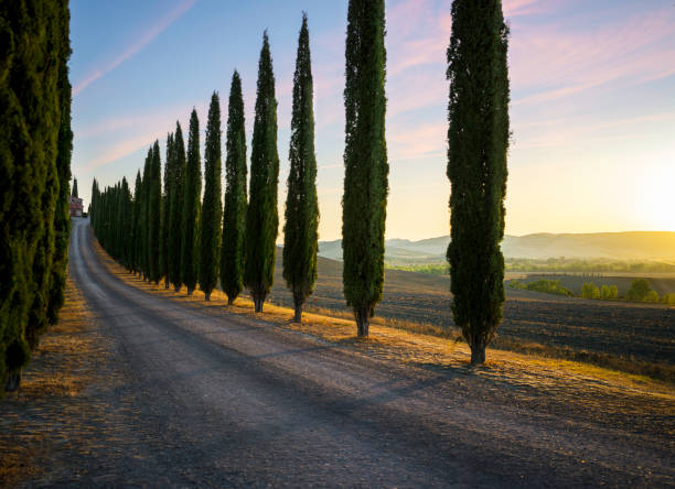 perfecte weg/laan door cipressen naar huis - ideaal toscaans landschap - cipres stockfoto's en -beelden