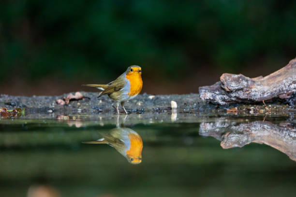 Perfect symmetrical reflection of red robin in forest pond stock photo