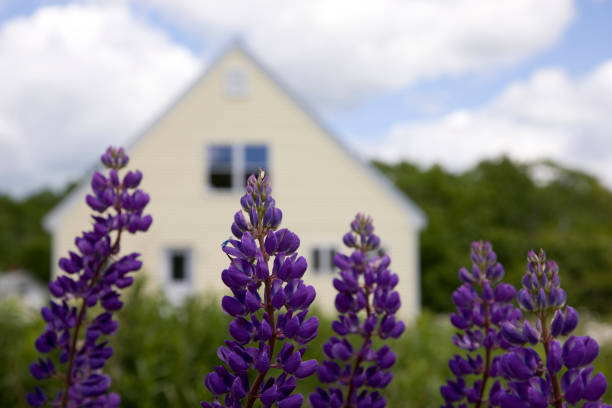 Perfect vacation, lupines in front of the cottage stock photo