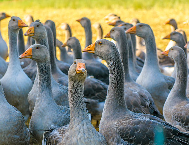 perigord geese perigord geese foie gras stock pictures, royalty-free photos & images