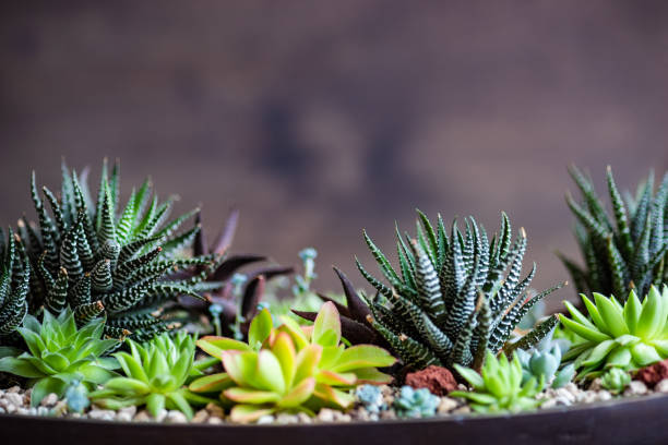 Perle Von Nurnberg plant in a gift composition Perle Von Nurnberg plants in a gift or interior composition haworthia stock pictures, royalty-free photos & images