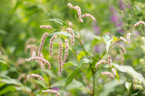 Persicaria hydropiper (water pepper) - medicinal plant from the Polygonaceae family. A plant with a pale pink flower blooms near the river