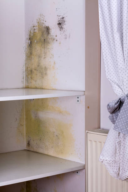Persistent mold in wardrobe on wall and shelves. stock photo