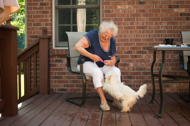 Persistent puppy wants that bookmark A small white puppy steals a bookmark from a senior aged woman reading outdoors on the deck on a summer day, Indiana, USA fomo photos stock pictures, royalty-free photos & images