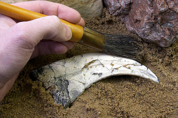 person brushing dirt off a fossil - klauw roofvogel stockfoto's en -beelden