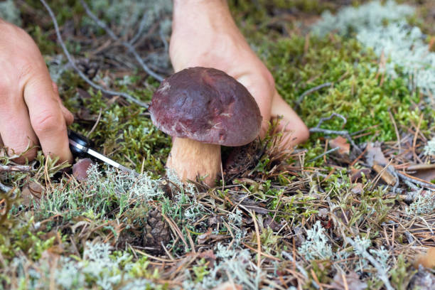 Person (only hands) is picking pine bolete mushroom in the forest stock photo