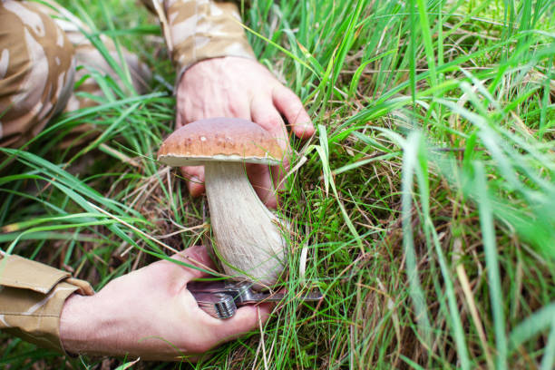 Person is picking porcini mushroom in the forest stock photo
