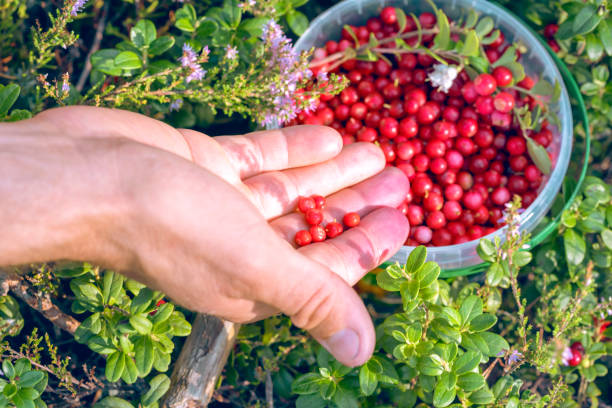 Person puts on forest lingonberry also partridgeberry, mountain cranberry or cowberry (lat. Vaccinium vitis-idaea) in the plastic bucket stock photo