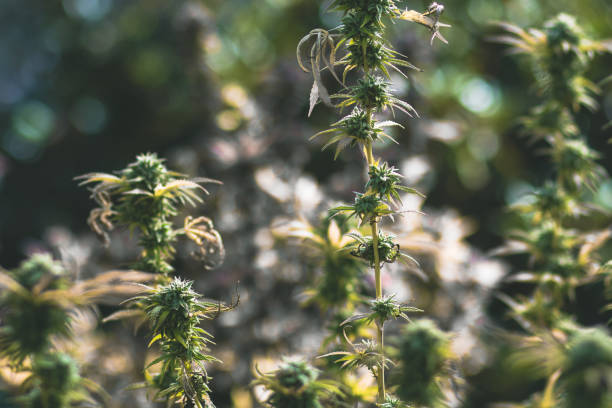 Personal legal backyard medical cannabis plant garden stock photo
