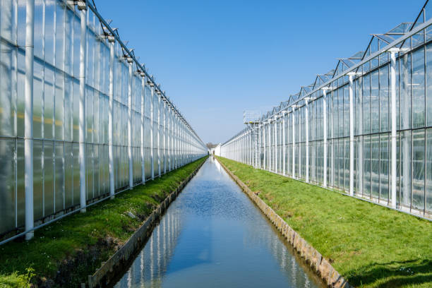 Perspective view of a modern industrial greenhouse for tomatoes in the Netherlands stock photo