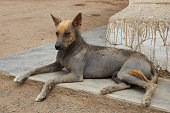 istock Peruvian Hairless Dog 471073834