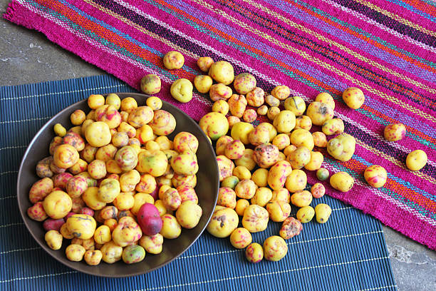 Peruvian Olluco Tuber Vegetable stock photo