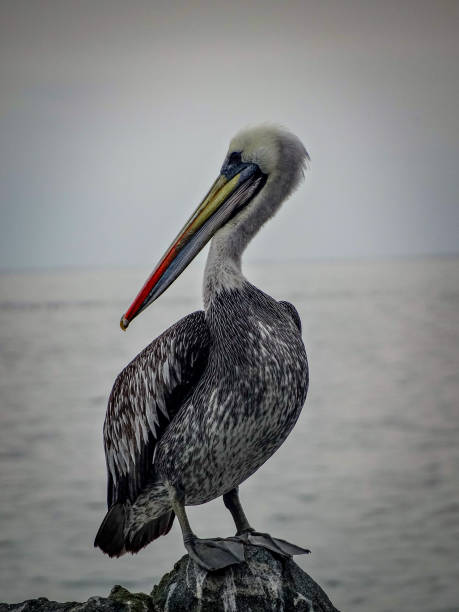 Peruvian pelican bird in the coast of Chile stock photo
