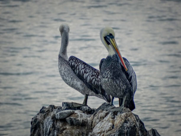Peruvian pelican birds in the coast of Chile stock photo