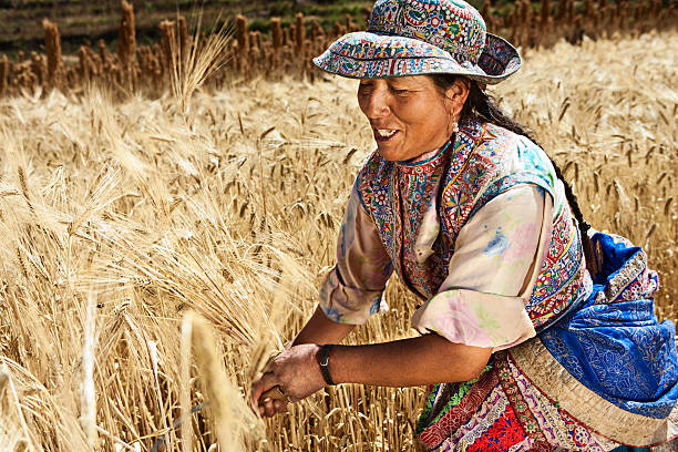 Peruvian woman in national clothing harvesting rye, Colca Canyon  peru woman stock pictures, royalty-free photos & images