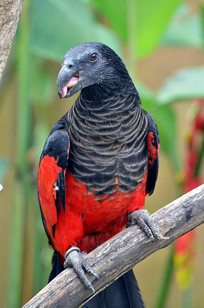 Pesquet's Parrot, Vulturin Parrot stock photo