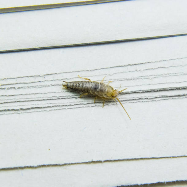 Pest books and newspapers. Insect feeding on paper - silverfish Insect feeding on paper - silverfish. Pest books and newspapers. bristle animal part stock pictures, royalty-free photos & images