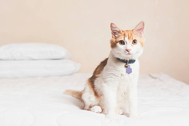Pet Allergy Concept Cat on bed for allergy concept. pet collar stock pictures, royalty-free photos & images