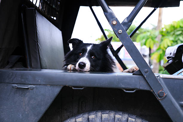 Pet dog in a jeep stock photo