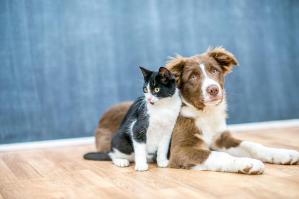 Pet Friends A cute cat and dog are sitting together on a floor. They are inside of a house. dog and cat stock pictures, royalty-free photos & images