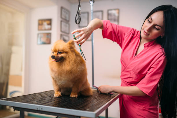 Pet groomer with scissors makes grooming dog stock photo