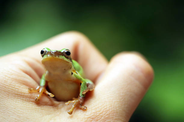 pet love Asian girl playing with a little frog. cute frog stock pictures, royalty-free photos & images