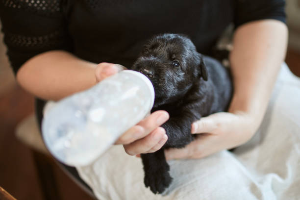 Pet owner feeding puppy from baby bottle"n stock photo