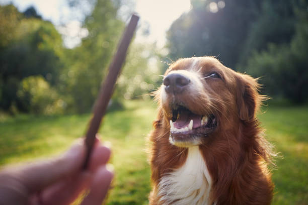 Pet owner holding treat for his dog stock photo