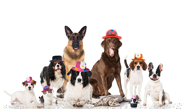 Pet party stock photo