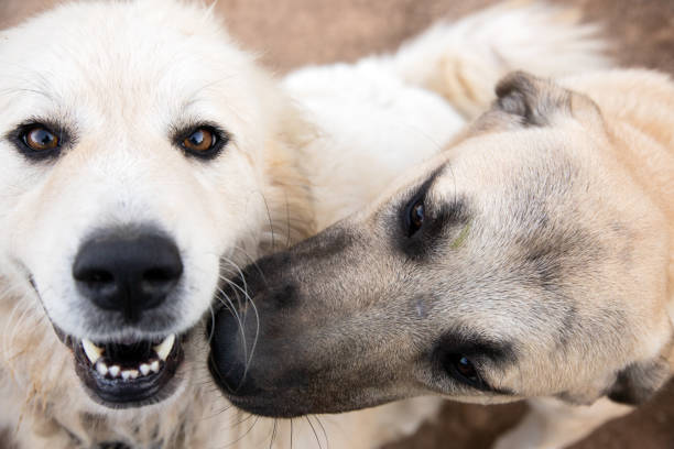 Pet portrait Close up photograph of a great Pyrenees mountain dog and an Anatolian Shepherd puppy. anatolia stock pictures, royalty-free photos & images