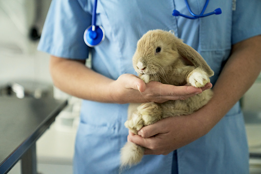 Full length front view close-up of rabbit in hands of female doctor wearing veterinarian lab coat and stethoscope around her neck.