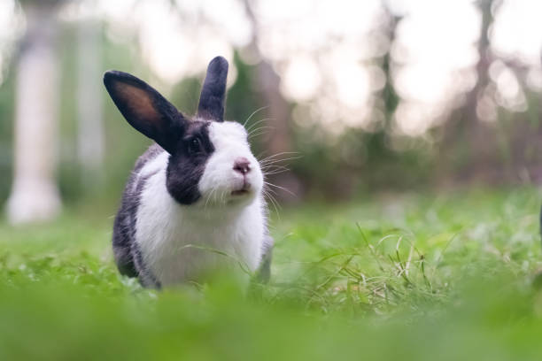 Pet rabbit raised in the garden. Looking to explore the area around him stock photo
