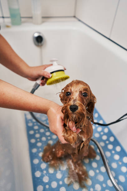 Pet staying calm while being wet and soapy stock photo