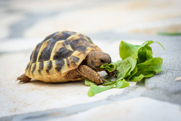 Pet turtle eating lettuce salad on stone paved terrace. stock photo