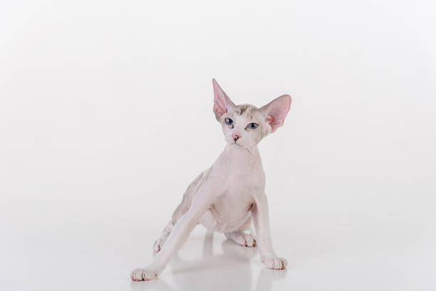 Peterbald Sphynx Cat Sitting on the white table stock photo