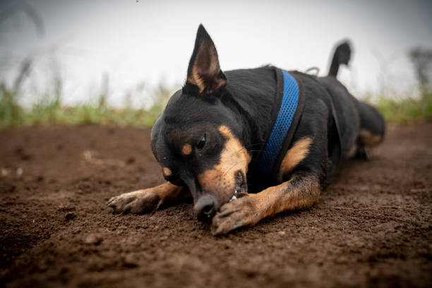 Petite dog licking his paw while laying on a trai stock photo
