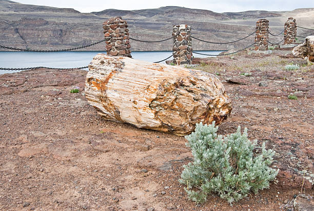 Petrified Log Near the Columbia River In the early 1930’s, there was a large discovery of petrified wood along the banks of the Columbia River. Over 50 species are found at the site, making it one of the most rare and diverse petrified forests in North America. In 1935 7,124 acres of the site were set aside as Ginkgo Petrified Forest State Park. During the Great Depression the Civilian Conservation Corps built the park’s interpretive center. The National Park Service designated the Ginkgo Petrified Forest as a National Natural Landmark in October 1965. In 1975 the Washington State Legislature named petrified wood as the state gem. This petrified log on a hillside above the Columbia River was photographed at Ginkgo Petrified Forest State Park near Vantage, Washington State, USA. jeff goulden washington state desert stock pictures, royalty-free photos & images