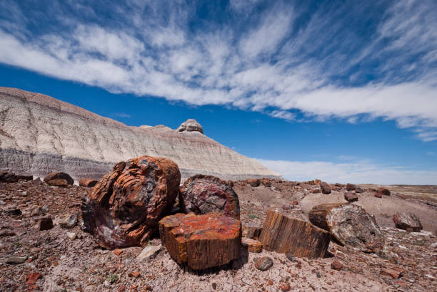 Petrified Logs at Crystal Forest Petrified wood is formed when dead trees are buried by layers of sediment. The logs soak up groundwater and silica from volcanic ash and over time are crystallized into quartz. Different minerals create the colors seen in the logs. These petrified logs are at the Crystal Forest in Petrified Forest National Park near Holbrook, Arizona, USA. jeff goulden badlands stock pictures, royalty-free photos & images